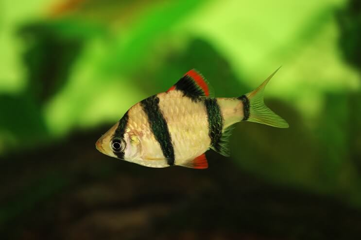 Tiger Barb Breed Profile: Complete Guide For These Playful Stripy Fish