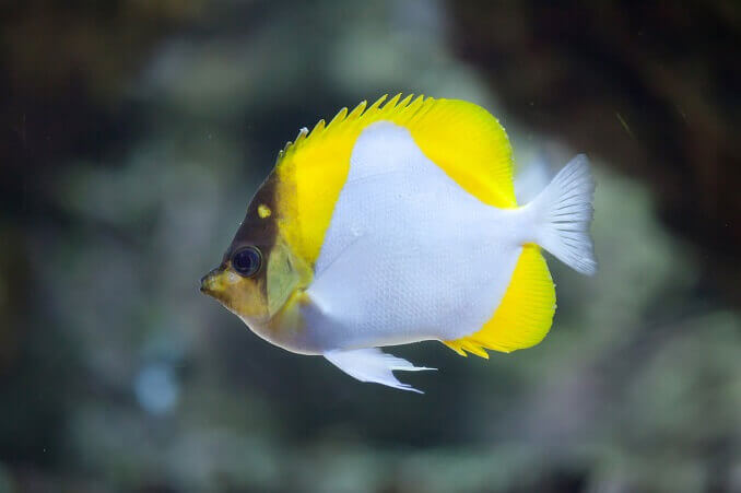 Butterflyfish Complete Guide: Compatibility, Tank Requirements, Diet and Species